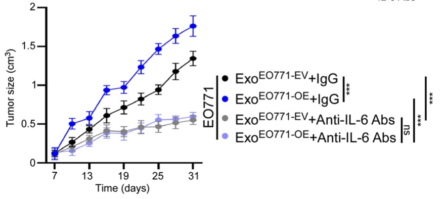 Orthotopic breast cancer models were injected exosomes derived from EO771 cells with or without cSERPINE2 overexpression.jpg